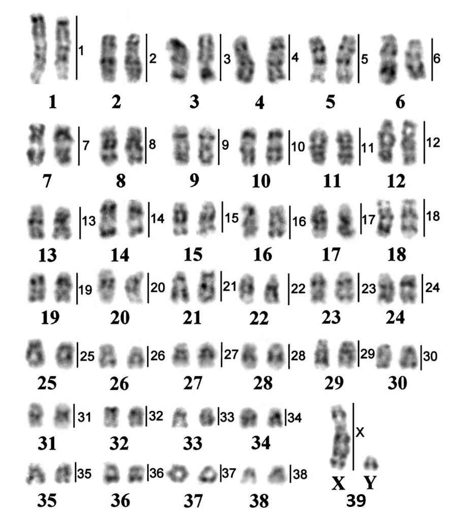 kopegin kromozomu ve Kuran 78 yedidir sekizincileri kopektir