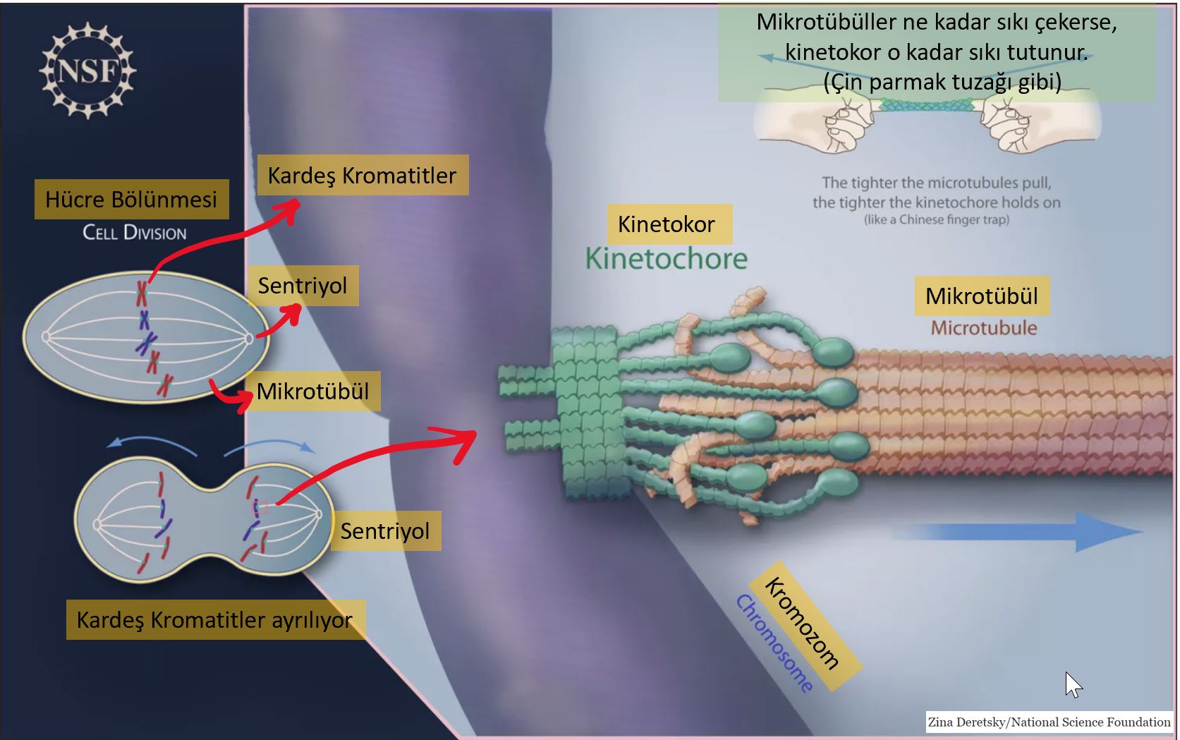 kenetokor mikrotubul mitoz
