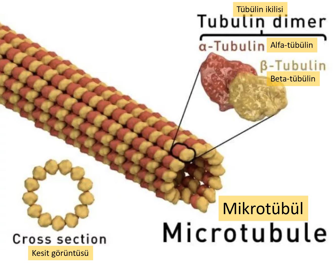 mikrotubul yapisi