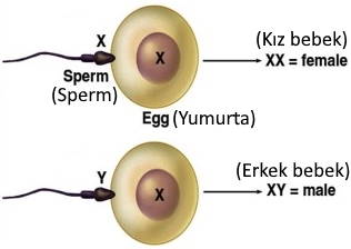 bir nutfeden dokulen kadin erkek ciftler olusturur bebegin cinsiyetini nutfe belirler sperm belirler