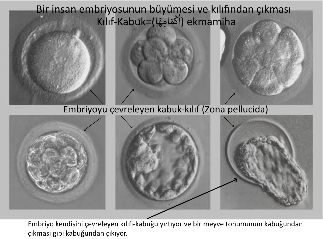 memeli tohumu olan embriyonun kabugundan cikmasi day 3 5 embryo kuran mucizeler