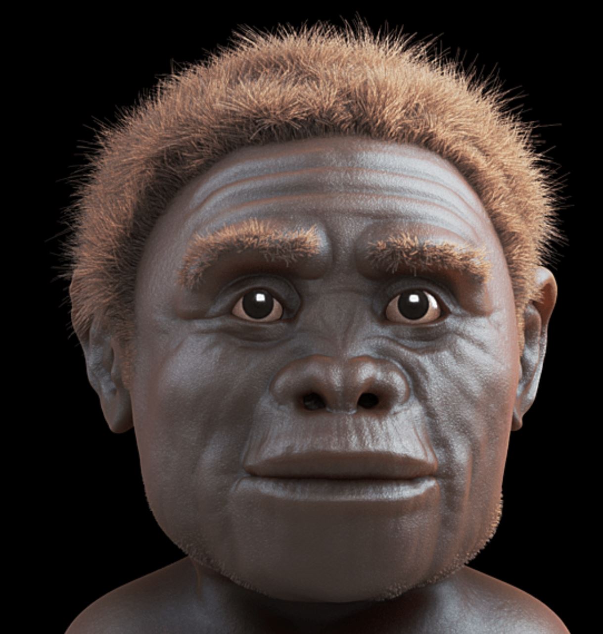 Homo Floresiensis Homo Rudolfensis insani ve onceki kimseleri yarattik