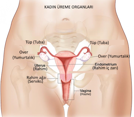 bir diside kadinda ureme sistemi rahim ic zari endometrium