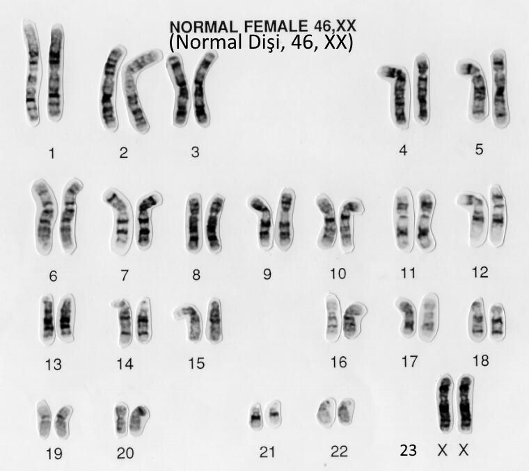 insan 46 kromozomu 23 cift ve yaratti erkek disi iki cift kuran